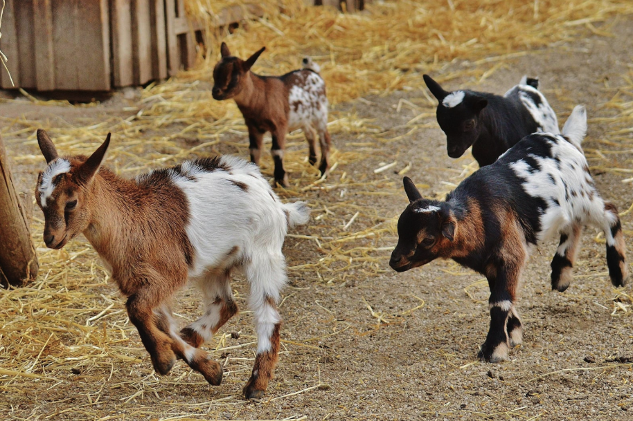 Baby goats running around in a pen at Tapnell Farm